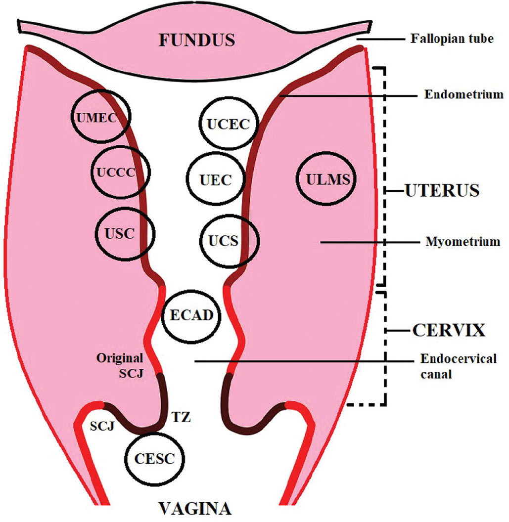 Mutational Analysis and Deep Learning Classification of Uterine and ...